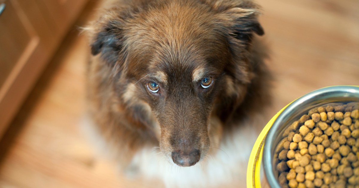 Is Retailer-Mannequin Canine Meals Really Nutritious?