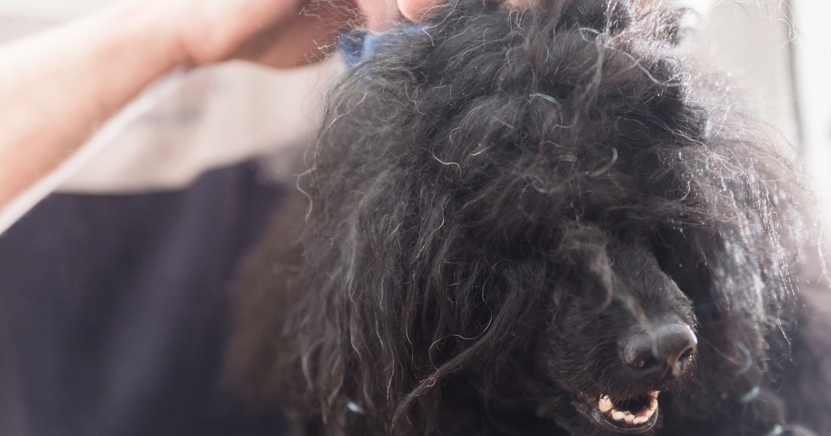 How To Deal With Your Canine’s Matted Fur