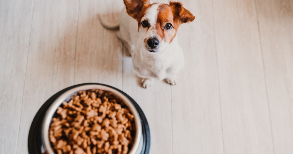 How Good Eating regimen Can Help Take care of Your Canine’s Properly being Conditions