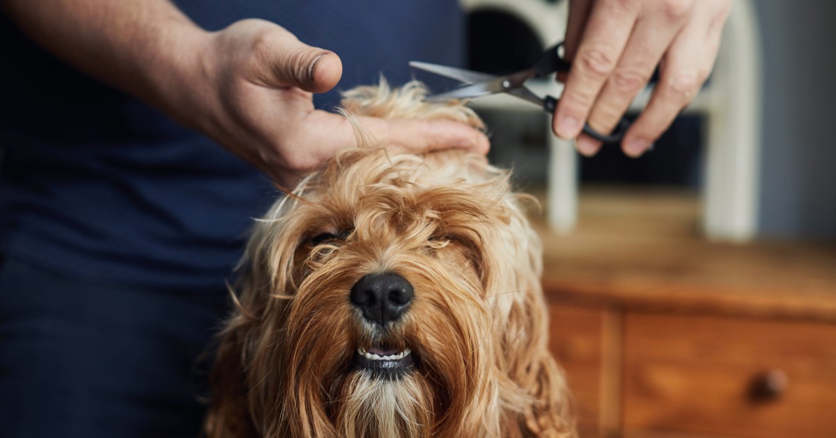 Dwelling Canine Grooming Concepts