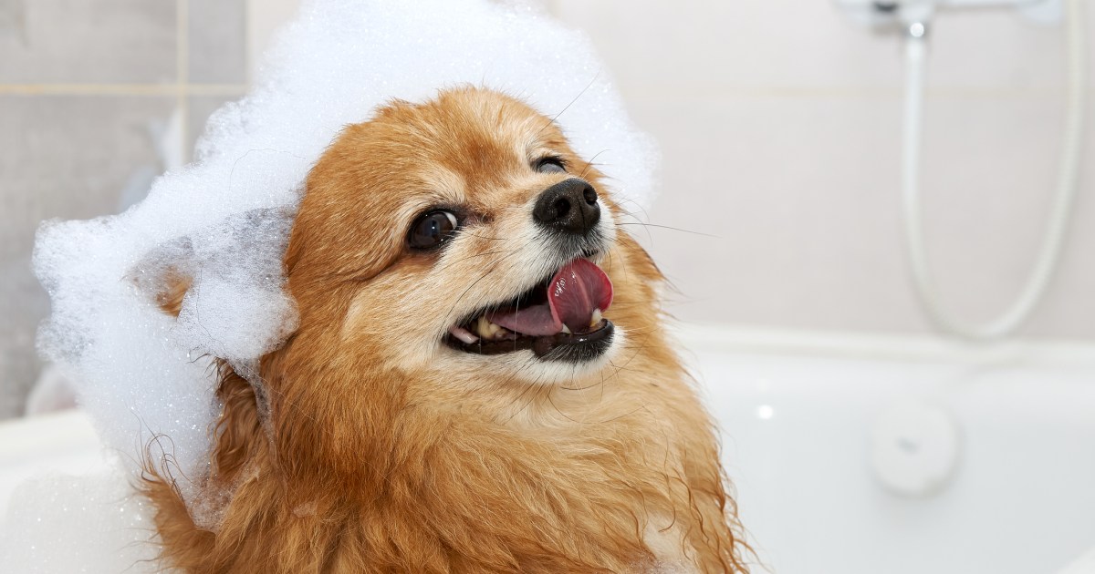 All of the items You Must Know About Canine Shampoo