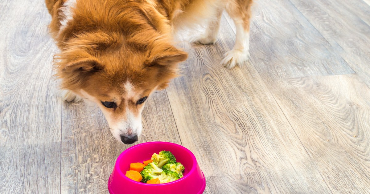 Is a Vegetarian Meals plan Protected for My Canine?