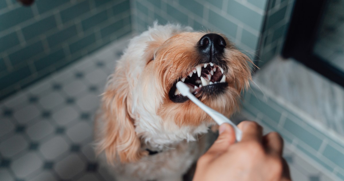 All of the issues You Need to Know About Dental Take care of Canines