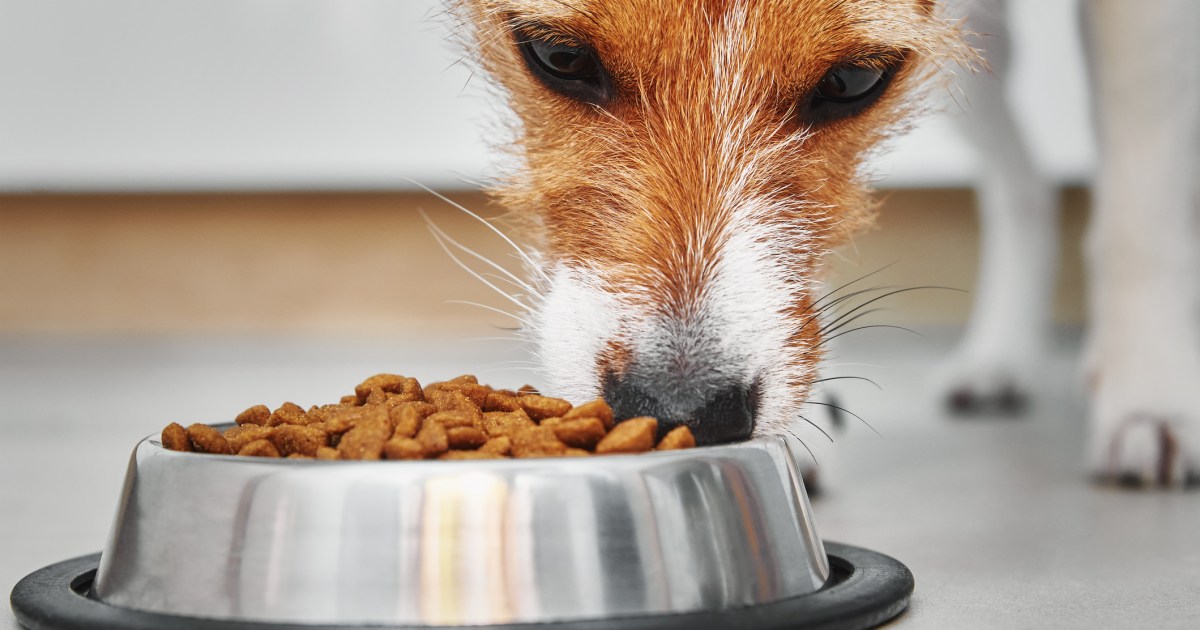 Canine 101: Meals and Food plan