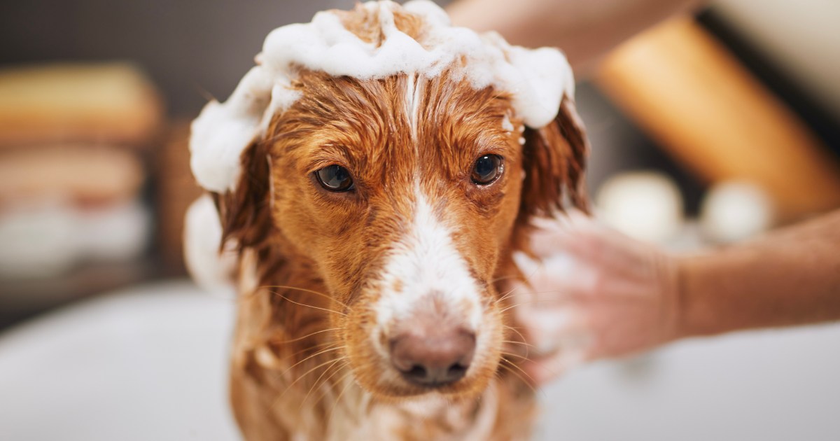 Can You Use Youngster Shampoo on Canines?