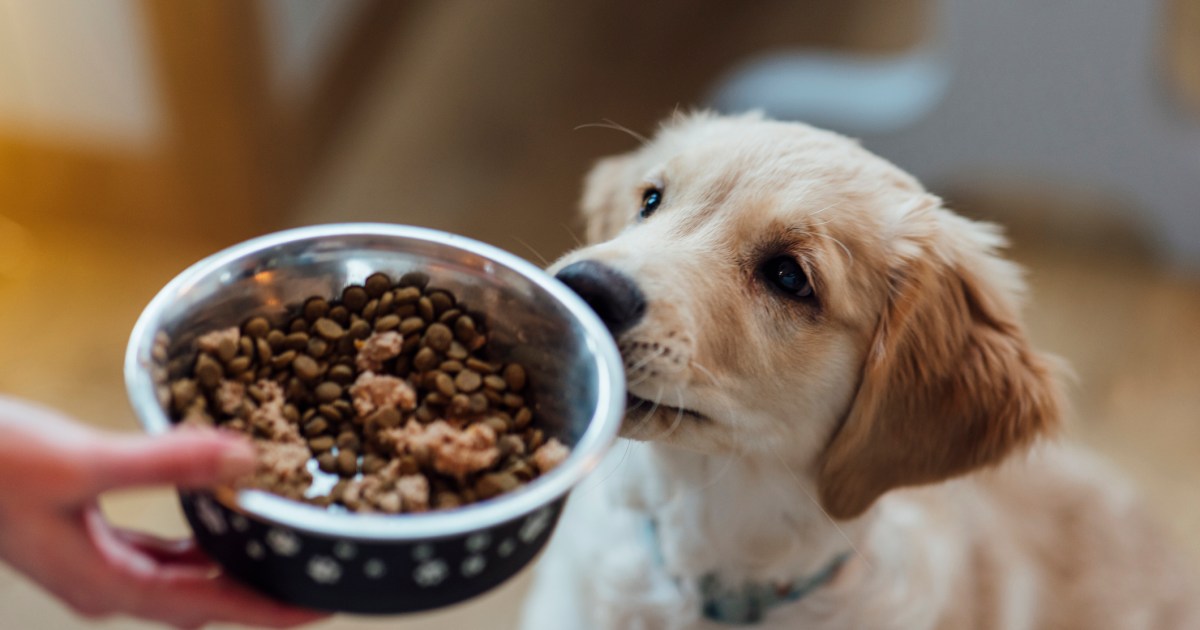 Do Canine Should Eat Fats?