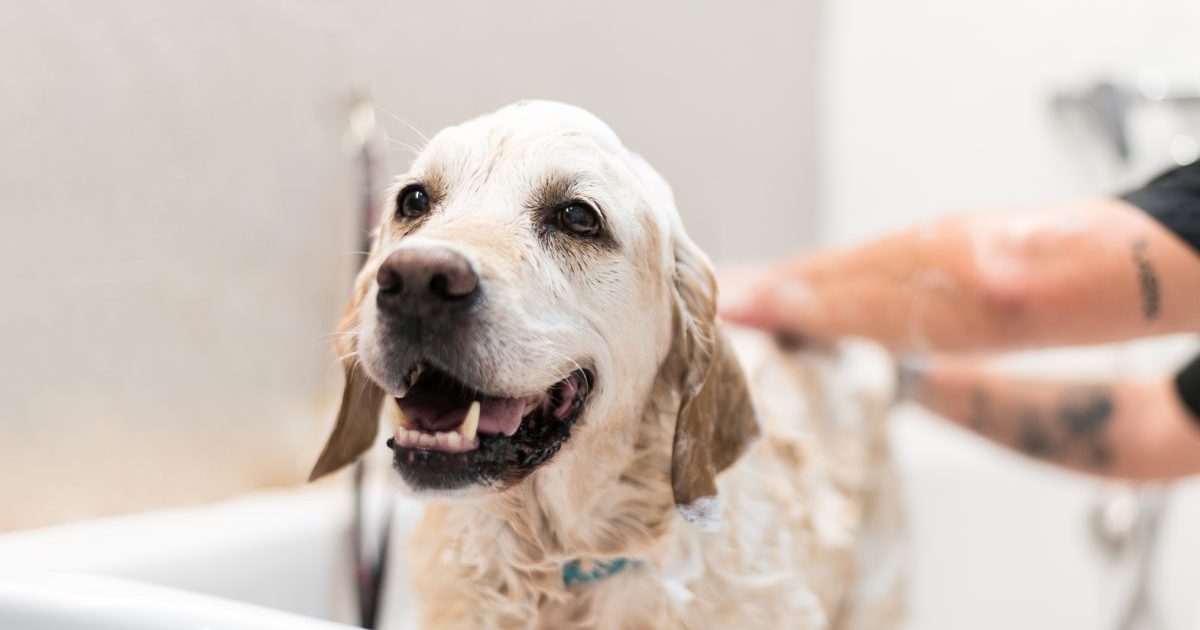 The whole thing You Must Know About Bathing Your Canine