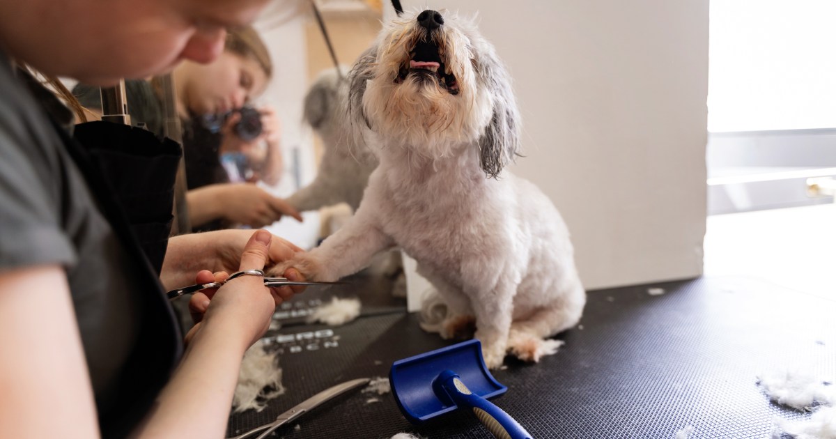 Connecticut Canine Groomer Allegedly Used Improper Restraint