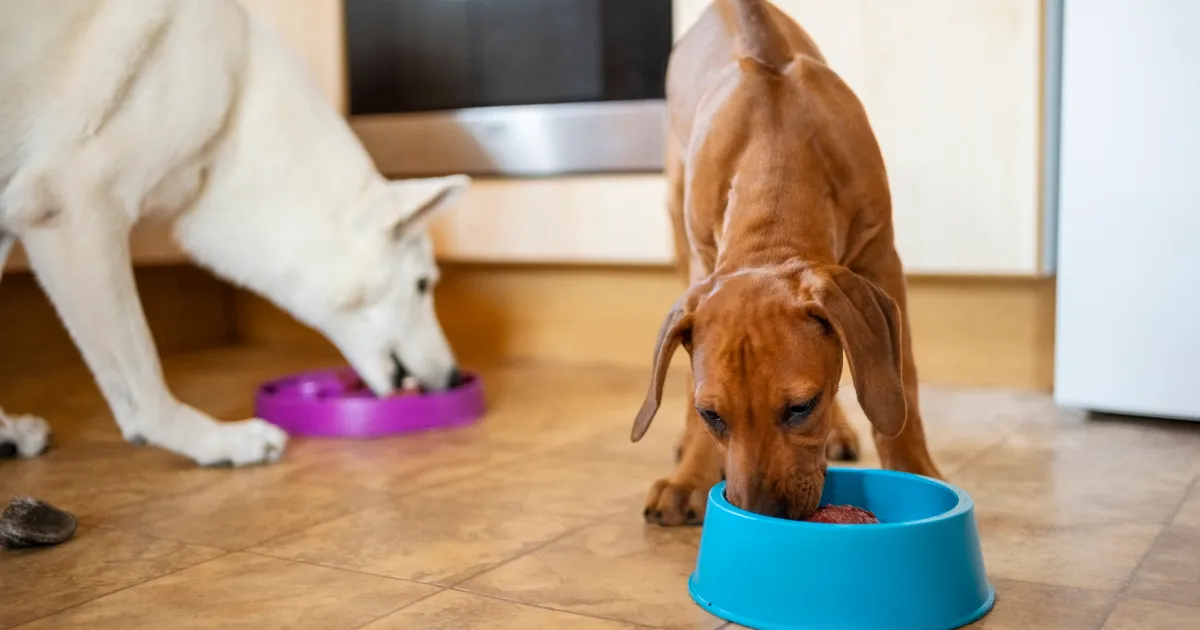 Dietary Desires for Small and Huge Breed Canine