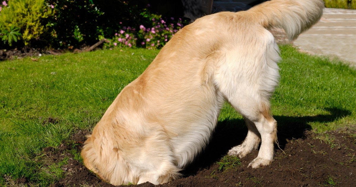 The Filth on Canines and Digging