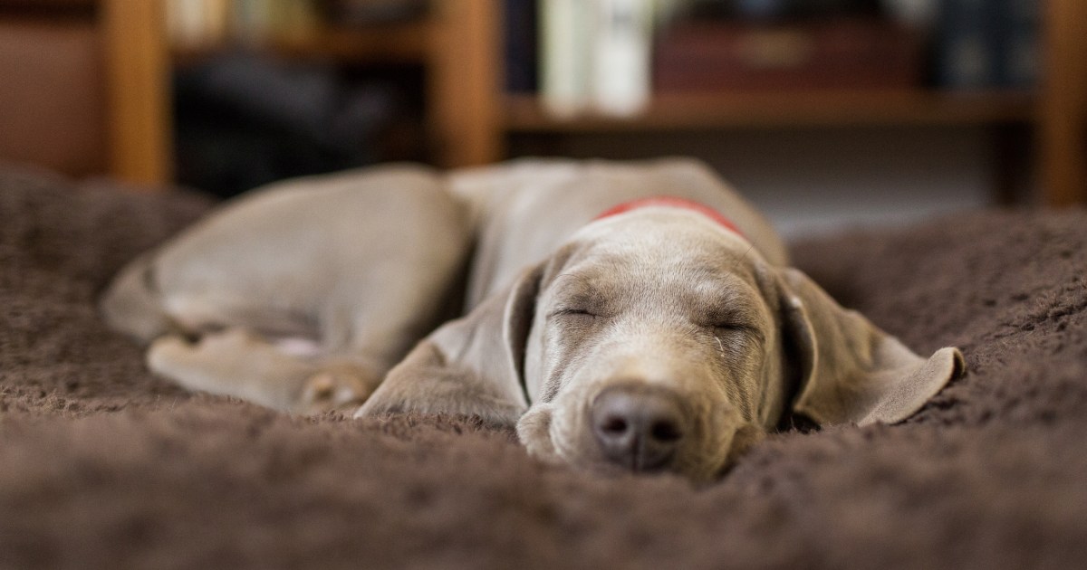 What Your Canine’s Sleeping Place Means