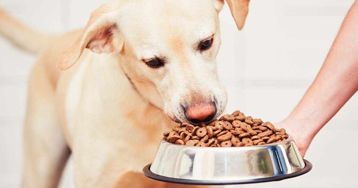 The Nutritional vitamins Your Canine Needs