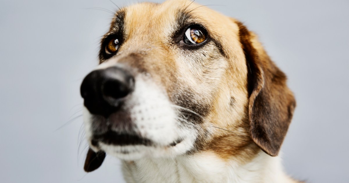 5 Indicators Your Canine Is Burdened