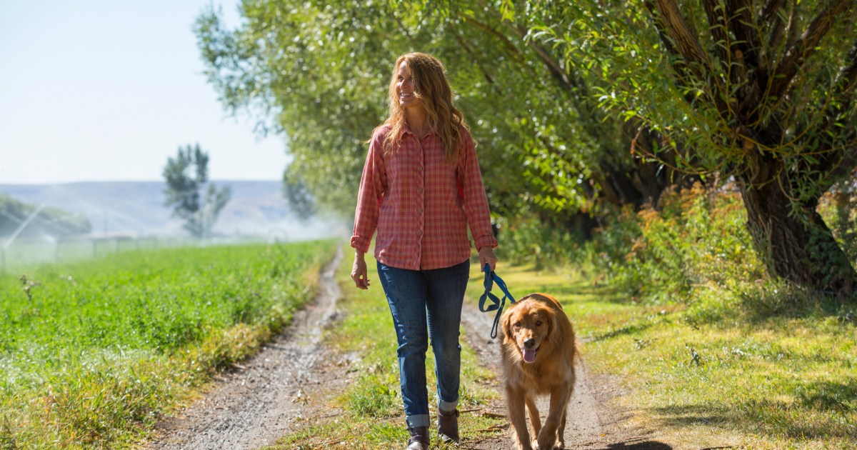 3 Strategies to Help Your Canine Lose Weight