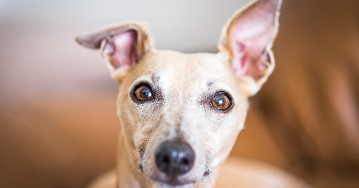 A Full Data to Canine Ears and Listening to