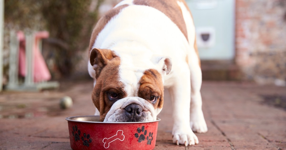 Canine Meals routine Solutions – DogTime