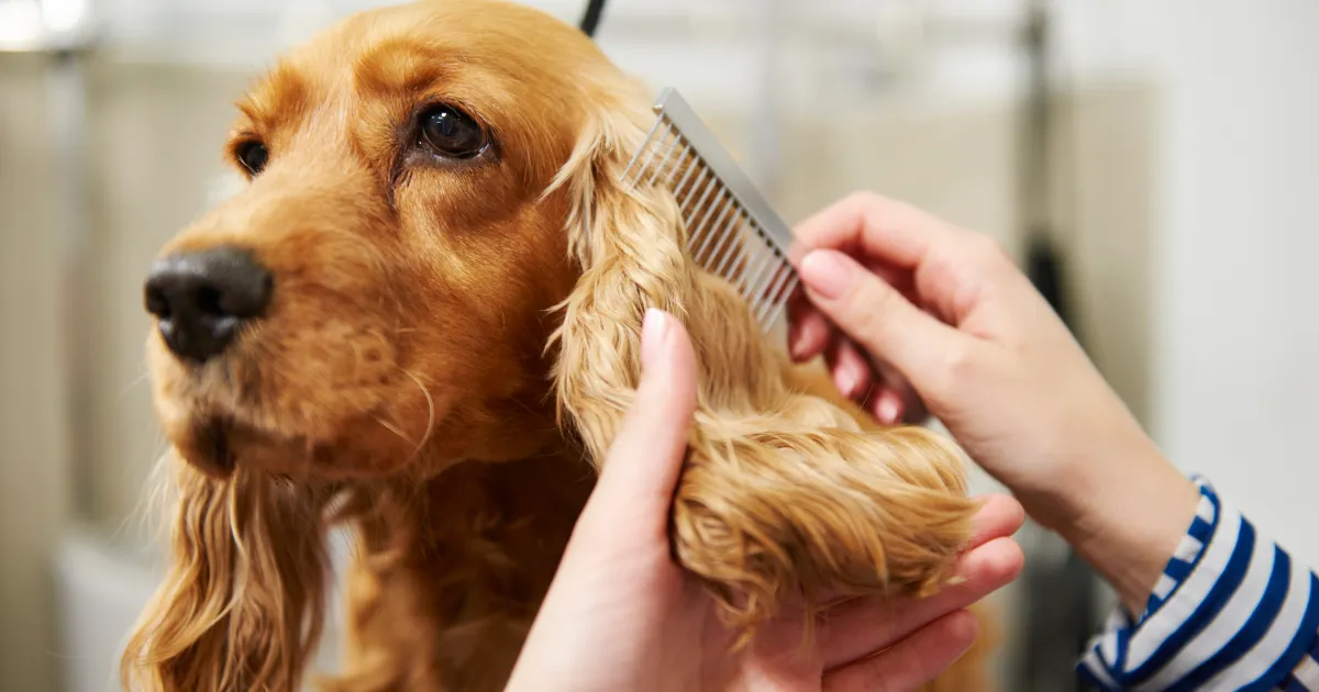 Canine Breeds With Extreme Grooming Needs