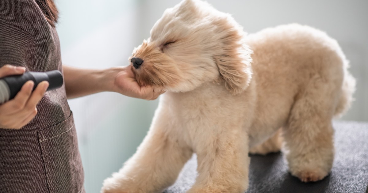 10 Widespread Canine Grooming Errors And How To Steer clear of Them