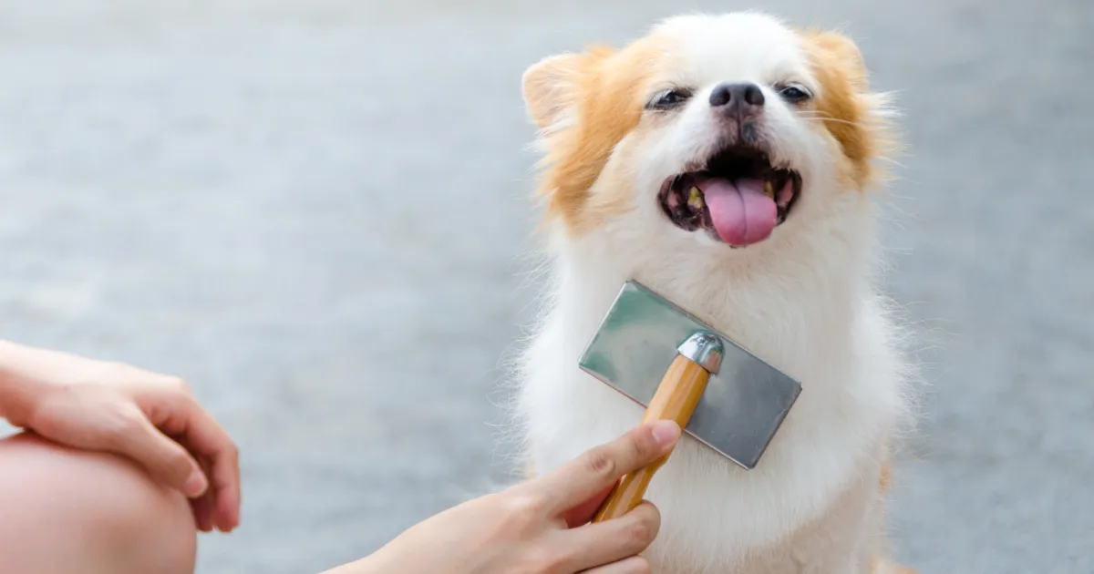 Each half You Must Know About Brushing Your Canine