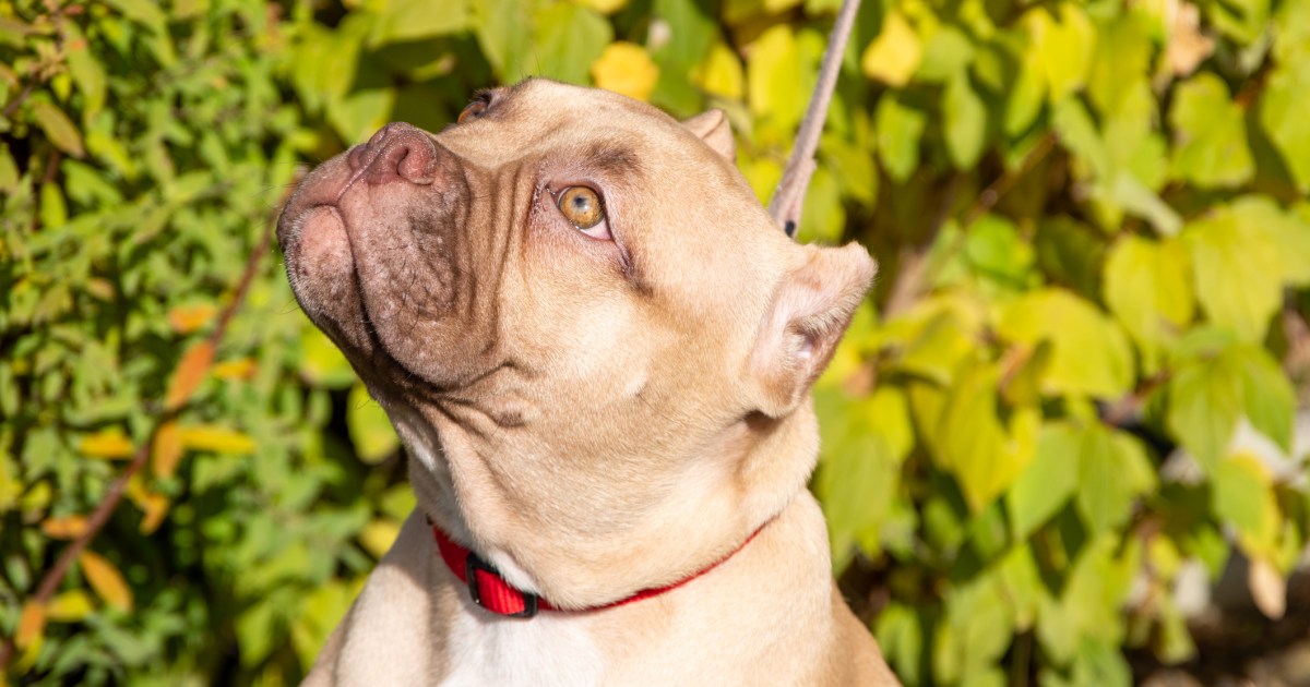 Banned XL Bully Canine Welcomed at Groomers in Leeds, UK