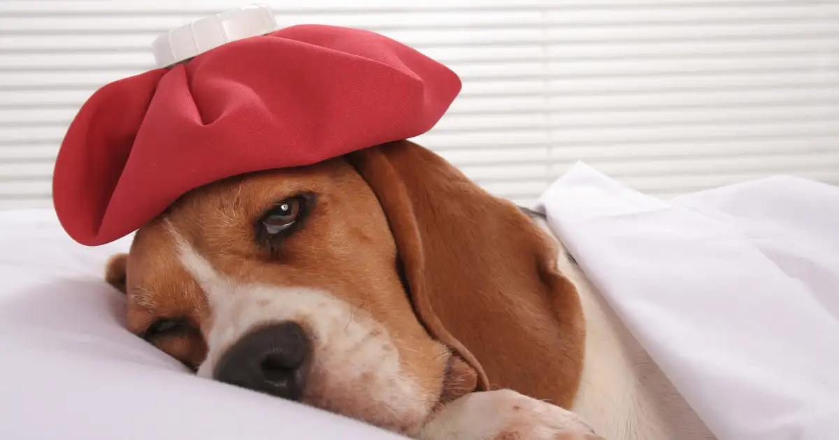 Canine Influenza: Indicators, Causes, & Therapies