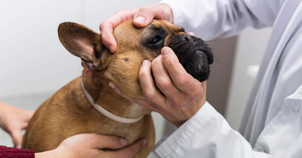 Pores and pores and skin Fold Dermatitis (Intertrigo) in Canine: Indicators, Causes, & Treatments