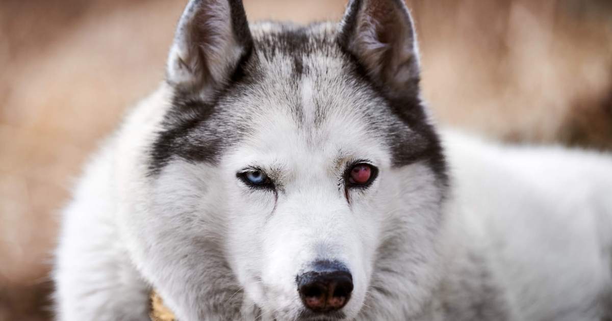 Scleritis in Canine: Indicators, Causes, & Treatments