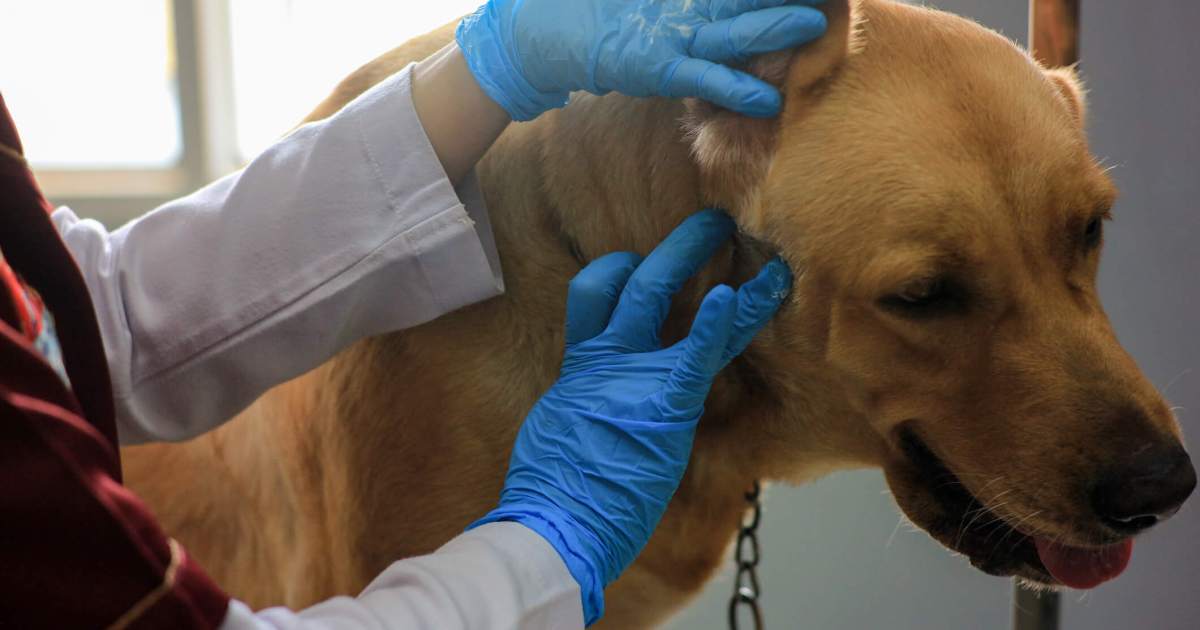 Abscesses in Canine: Indicators, Causes, & Therapies