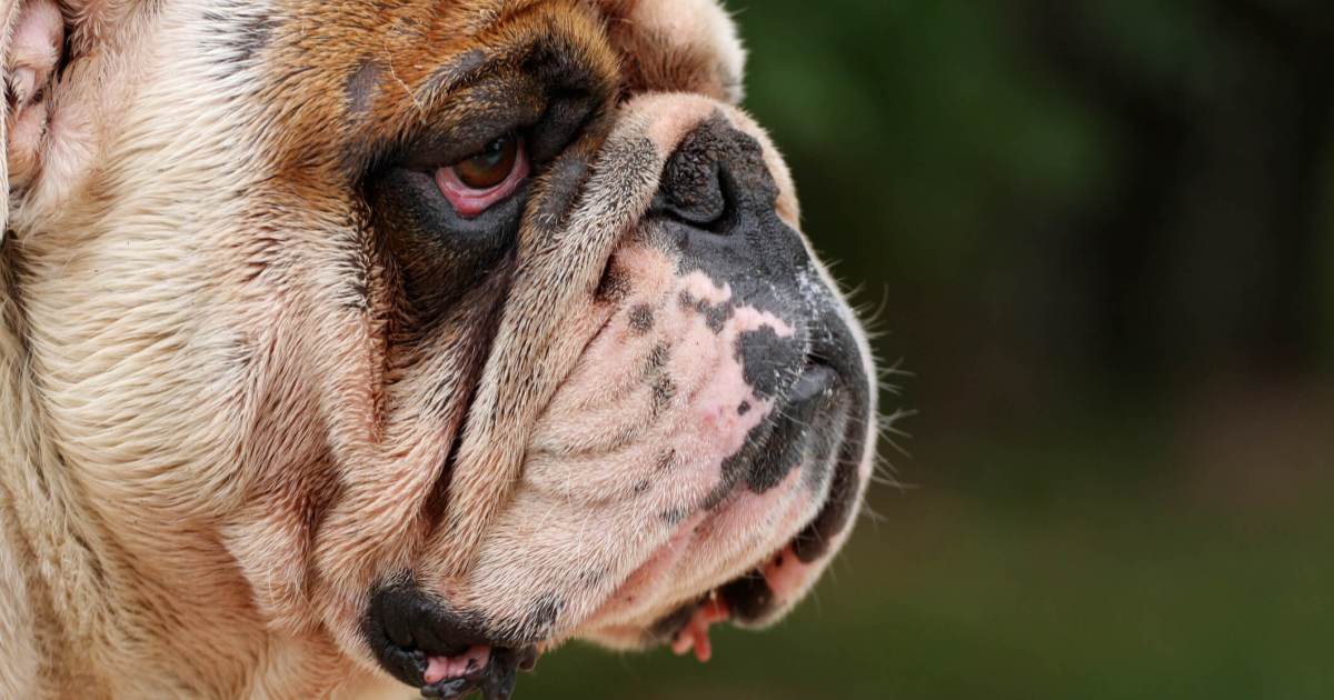 Episcleritis in Canine: Indicators, Causes, & Cures