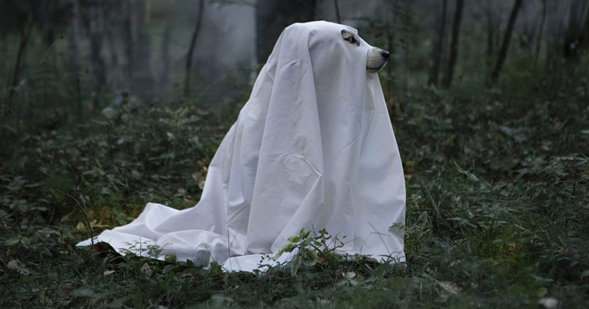 Can Canine See Ghosts & Sense Spirits?