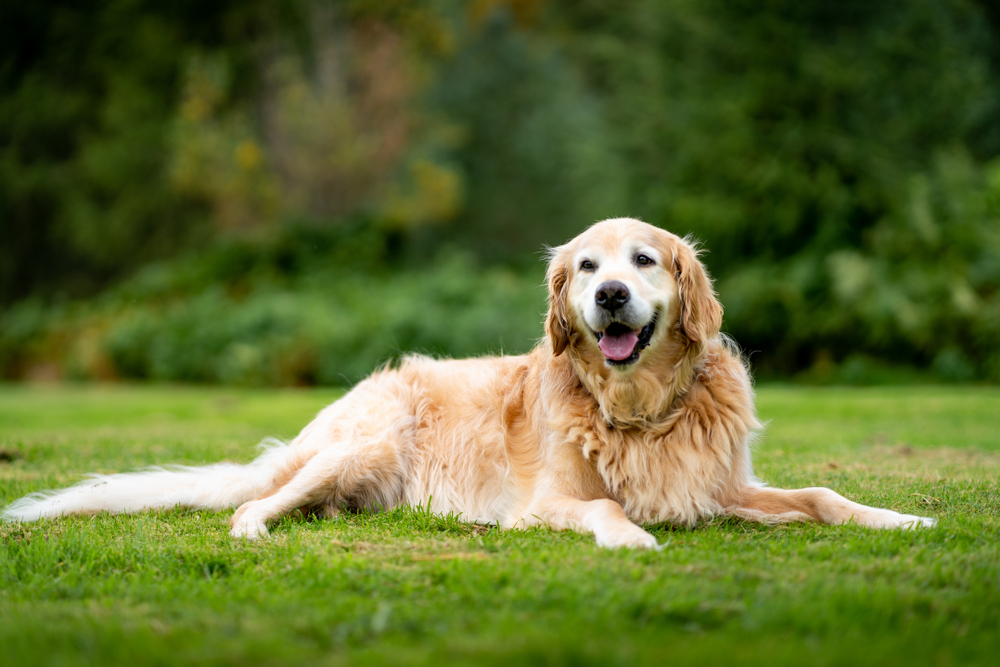 How Outdated Is 11 in Canine Years? Vet-Licensed Data to Each Dimension of a Canine – Dogster